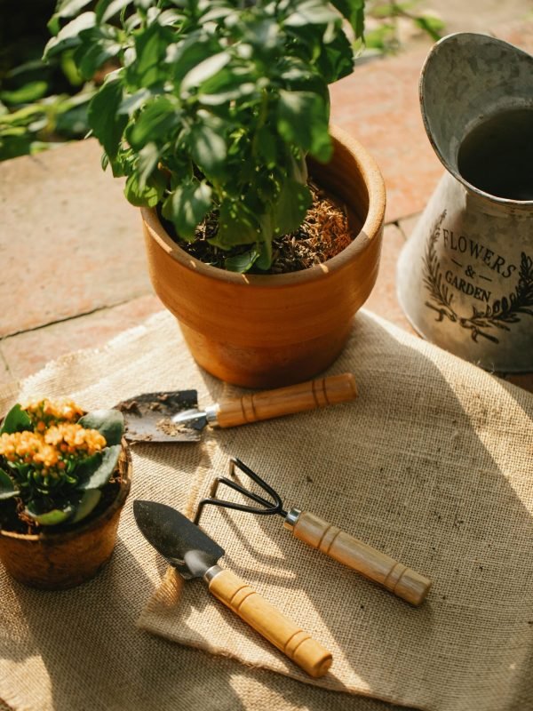 pexels-gary-barnes-6231829