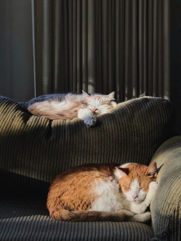 pexels-ivysonshine-3490871